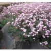 Gypsophila rep. 'Filou Rose'  Šater plazivý
