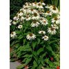Echinacea purp. 'White Swan'  Třapatka nachová