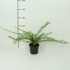 Lonicera pileata  Zimolez fialový