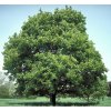Acer platanoides  Javor mléč