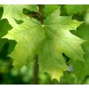 Acer platanoides  Javor mléč
