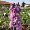 Delphinium 'Excalibur™ LilacRose/WhiteBee'  Ostrožka