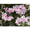 Phlox sub. 'Kimono Pink-White'  Plamenka šídlovitá  'Kimono Pink-White'