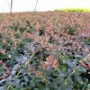 Berberis thunbergii 'Atropurpurea Nana'  Dřišťál Thunbergův 'Atropurpurea Nana'