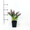 Berberis thunbergii 'Atropurpurea Nana'  Dřišťál Thunbergův 'Atropurpurea Nana'