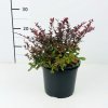 Berberis thunbergii 'Atropurpurea Nana'  Dřišťál Thunbergův 'Atropurpurea Nana'
