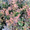 Berberis thunbergii 'Atropurpurea Nana'  Dřišťál Thunbergův 'Atropurpurea Nana'