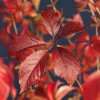 Parthenocissus quinquefolia  Přísavník pětiprstý (Loubinec pětilistý)