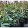 Parthenocissus quinquefolia  Přísavník pětiprstý (Loubinec pětilistý)