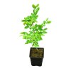Carpinus betulus  Habr obecný