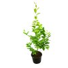 Carpinus betulus  Habr obecný
