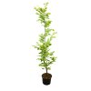 Carpinus betulus  Habr obecný