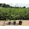 Carpinus betulus  Habr obecný