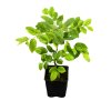 Carpinus betulus  Habr obecný