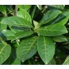 Prunus laurocerasus 'Novita'  Slivoň - Bobkovišeň lékařská