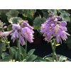Hosta x hybrida 'Blue Mouse Ears'  bohyška, funkie