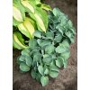 Hosta x hybrida 'Blue Mouse Ears'  bohyška, funkie