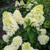 Hydrangea paniculata 'Polar Bear'  Hortenzie latnatá 'Polar Bear'