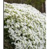 Aubrieta del. 'Axcent™ White'  Tařička kosníkovitá 'Axcent White'