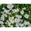Aubrieta del. 'Axcent™ White'  Tařička kosníkovitá 'Axcent White'
