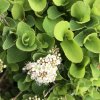Spiraea betulifolia  Tavolník břizolistý