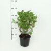 Spiraea betulifolia  Tavolník břizolistý