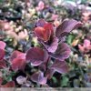 Spiraea betulifolia  Tavolník břizolistý