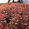 Berberis thunbergii 'Orange Rocket'®  Dřišťál Thunbergův 'Orange Rocket'®