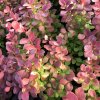 Berberis thunbergii 'Orange Rocket'®  Dřišťál Thunbergův 'Orange Rocket'®
