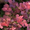 Berberis thunbergii 'Orange Rocket'®  Dřišťál Thunbergův 'Orange Rocket'®