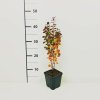 Berberis thunbergii 'Orange Rocket'®  Dřišťál Thunbergův 'Orange Rocket'®