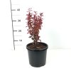 Berberis thunbergii 'Orange Rocket'®  Dřišťál Thunbergův 'Orange Rocket'®