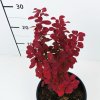 Berberis thunbergii 'Orange Rocket'®  Dřišťál Thunbergův 'Orange Rocket'®
