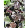 Heuchera hyb. 'Rockies Black'  Dlužicha