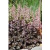 Heuchera hyb. 'Rockies Black'  Dlužicha