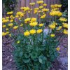 Doronicum orien. 'Little Leo'  Kamzičník východní 'Little Leo'