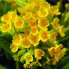 Primula veris 'Cabrillo Dark Yellow Compact'  Prvosenka 'Cabrillo Dark Yellow Compact'