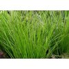Carex howardii 'Phoenix Green™'  ostřice Howardova
