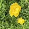 Trollius europeus (Velikost hrnku 10,5cm)