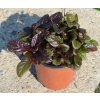 Ajuga reptans 'Braunherz'  Zběhovec plazivý 'Braunherz'