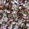 Ajuga reptans 'Braunherz'  Zběhovec plazivý 'Braunherz'