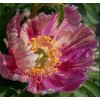 Paeonia itoh 'And. Kaleidoscope'  pivoňka žíhaná jednoduchá