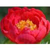 Paeonia hybrida 'Coral Magic'  Pivoňka korálová poloplná