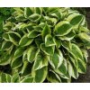 Hosta sieboldiana 'Mama Mia'  Bohyška Sieboldova