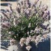 Lavandula ang. 'Vintro White'  Levandule úzkolistá