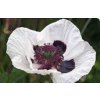 Papaver orientale 'Royal Wedding'  Mák východní 'Royal Wedding'