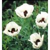 Papaver orientale 'Royal Wedding'  Mák východní 'Royal Wedding'