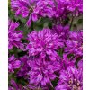 Monarda hyb. 'Baby Spice'  Zavinutka  'Baby Spice'
