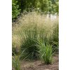 Deschampsia cespitosa 'Goldschleier'  metlice trsnatá