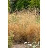 Deschampsia cespitosa 'Goldschleier'  metlice trsnatá